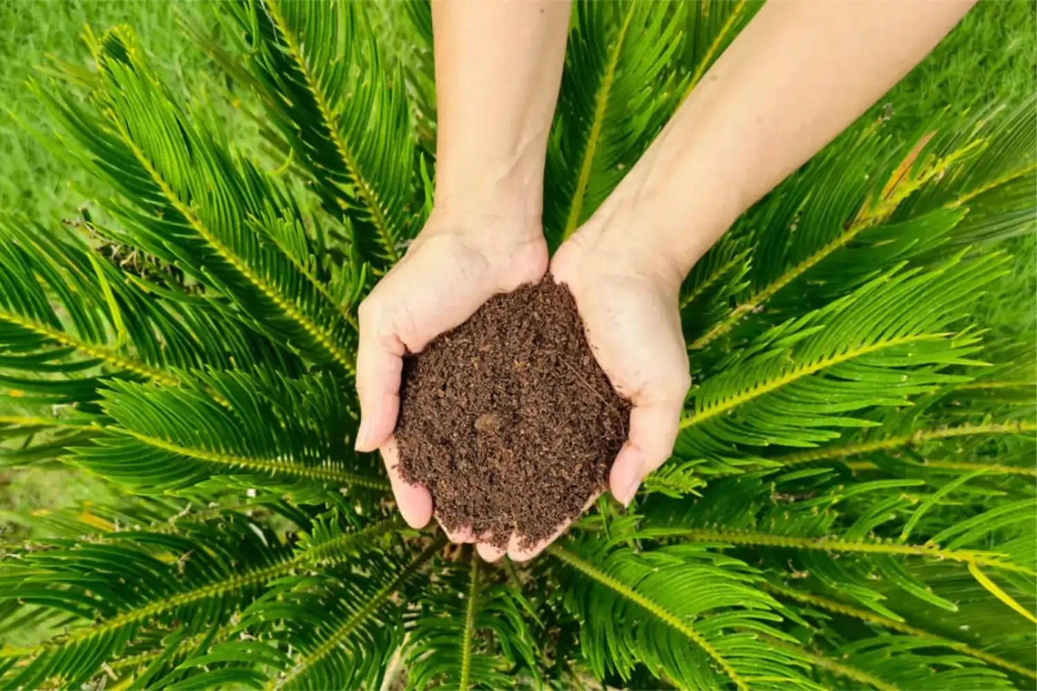 cocopeat